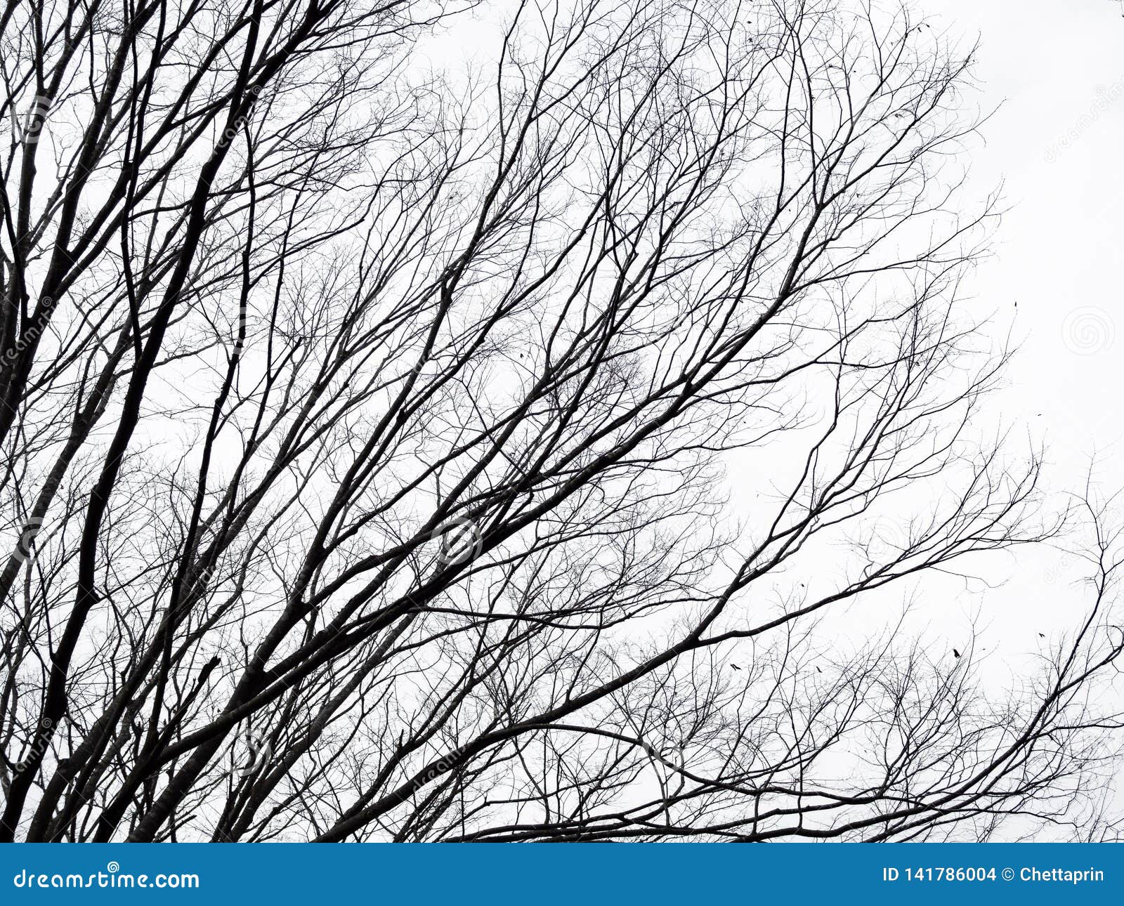leafless branchesÃ¢â¬â¹ andÃ¢â¬â¹ twigsÃ¢â¬â¹ ofÃ¢â¬â¹ sakuraÃ¢â¬â¹ tree